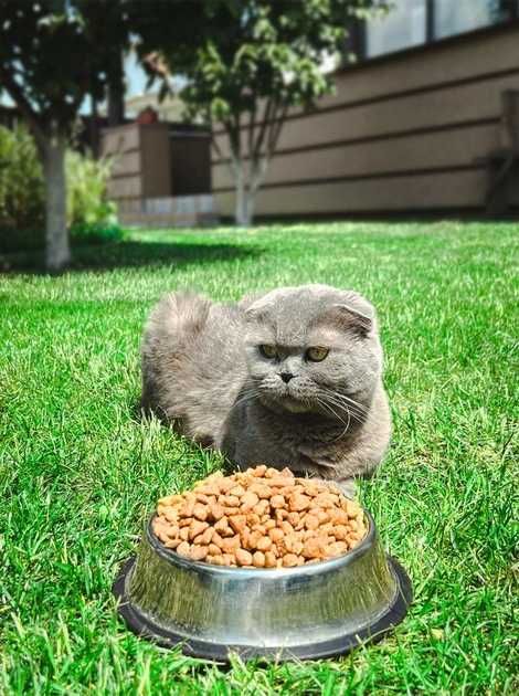 Сухий корм для котів Super Cat Premium 20 кг