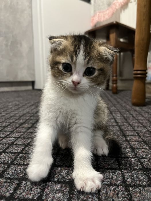 Кошенятка плюшеві безкоштовно