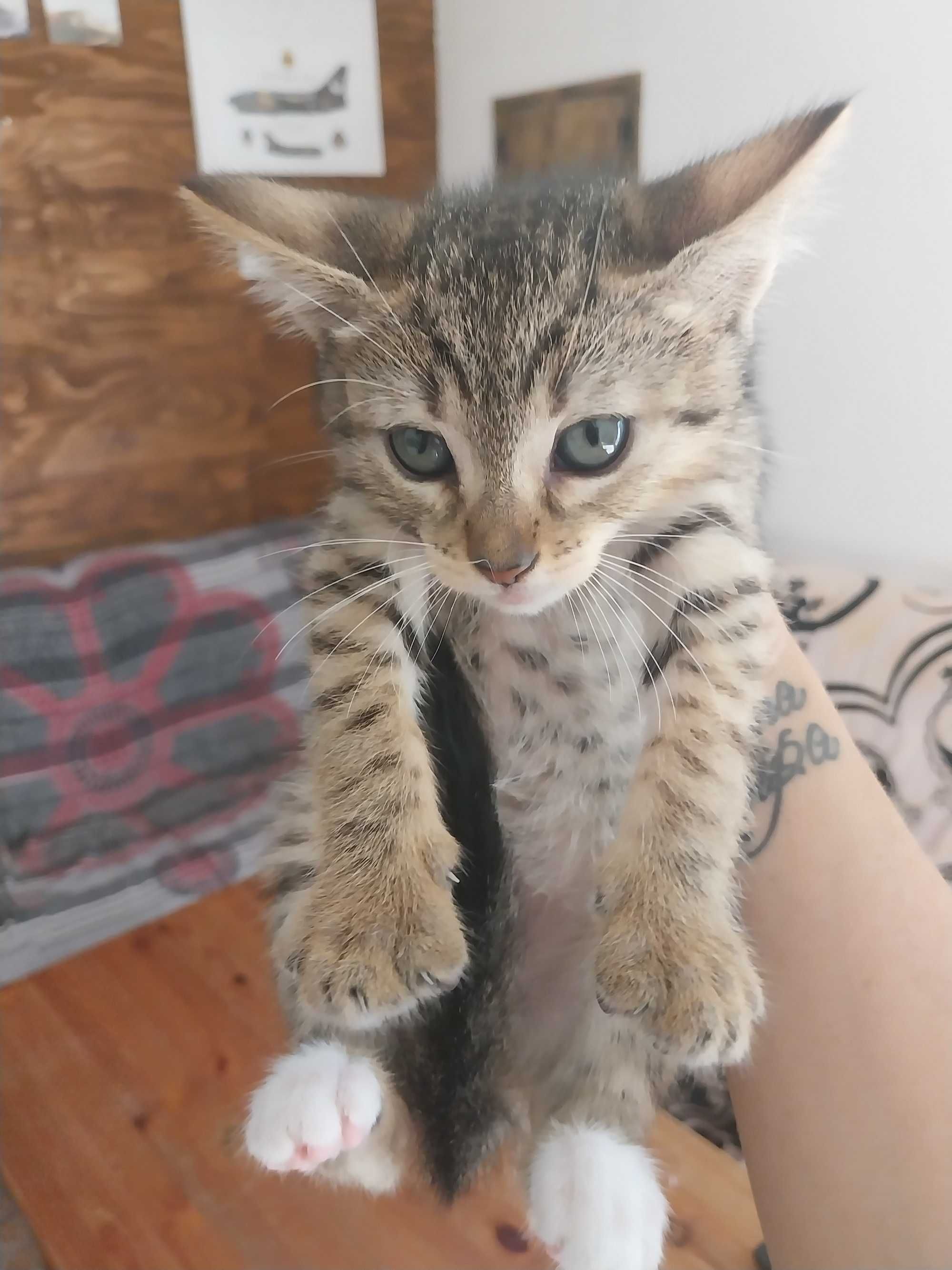 Gatinhos para dar