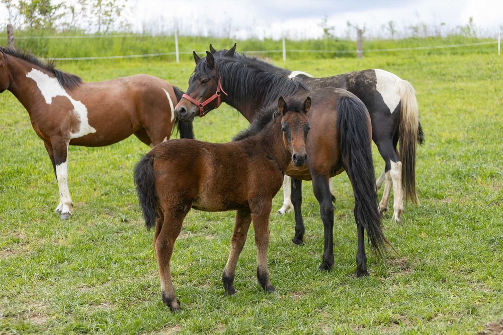 Klacz huculska 2025, hucuł, kuc.