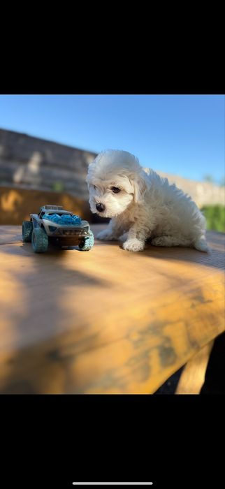 Мальтипу (мальтеза+пудель той,)