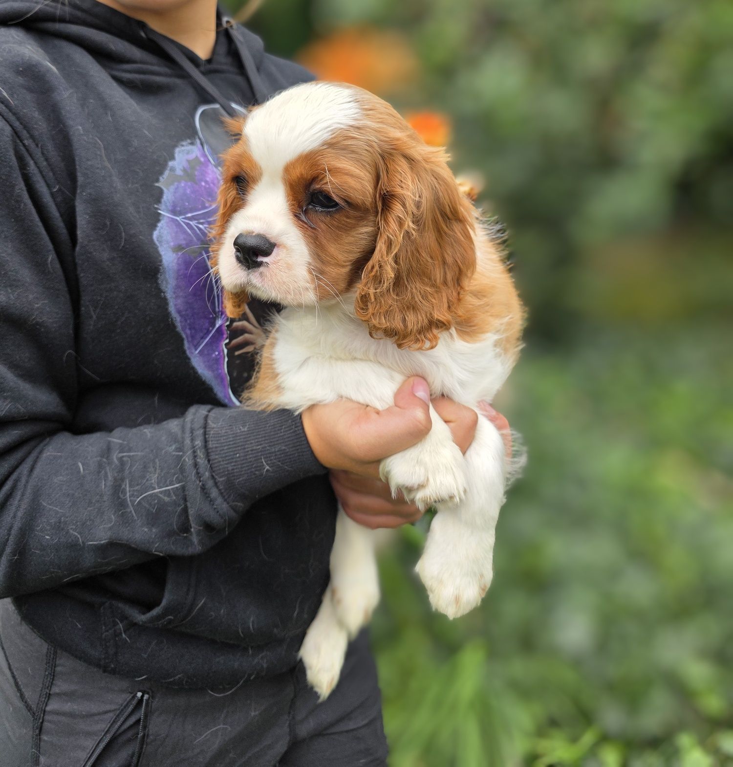 Cavalier King Charles Spaniel tricolor - Berta