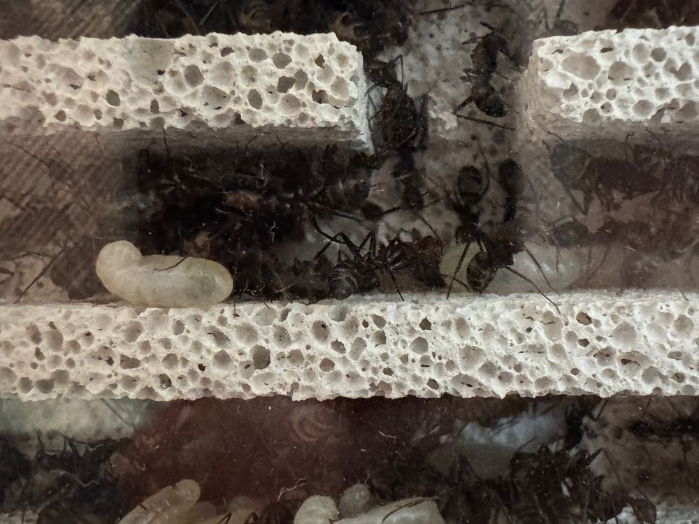 Duża kolonia mrówki camponotus habereri królowa z robotnikami