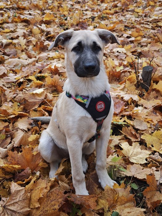 Цуценя в добрі руки, дівчинка в добрі руки
