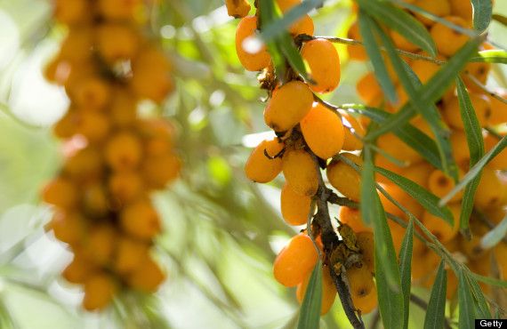 Goji Amarelo - Super alimento -  Planta de fruta viva