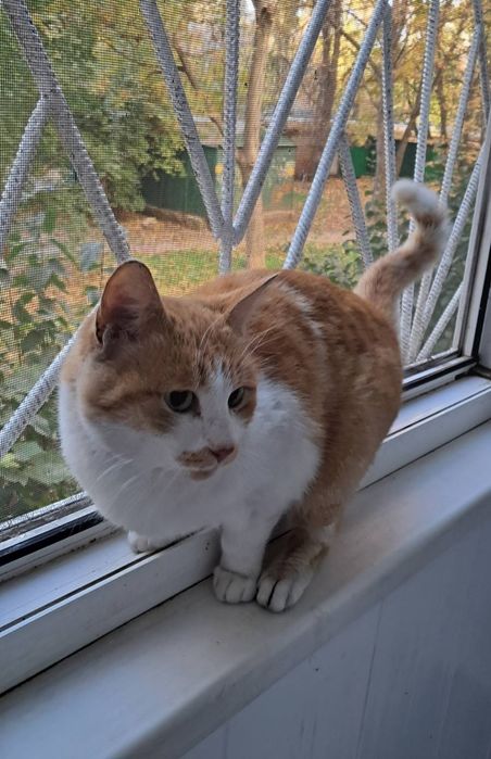 Отдам даром в добрые руки рыже-белую кошечку