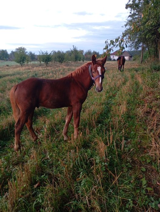 Продам лоша у добрі руки 18 000