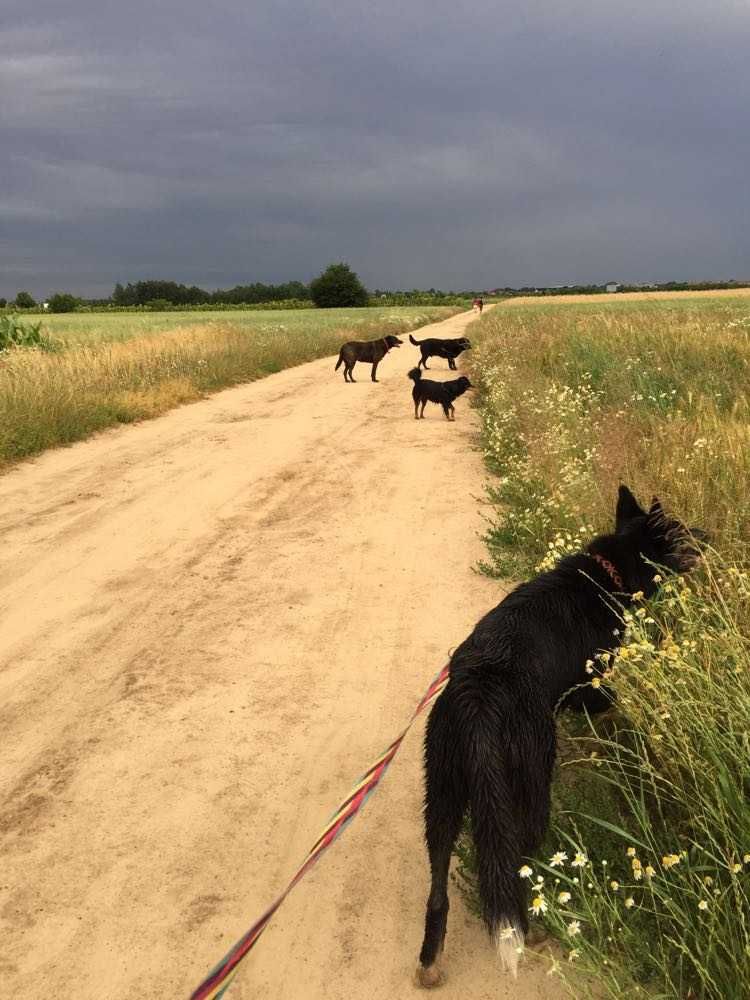 Petsitter, spacery z psem, opieka nad zwierzętami, hotel dla psów