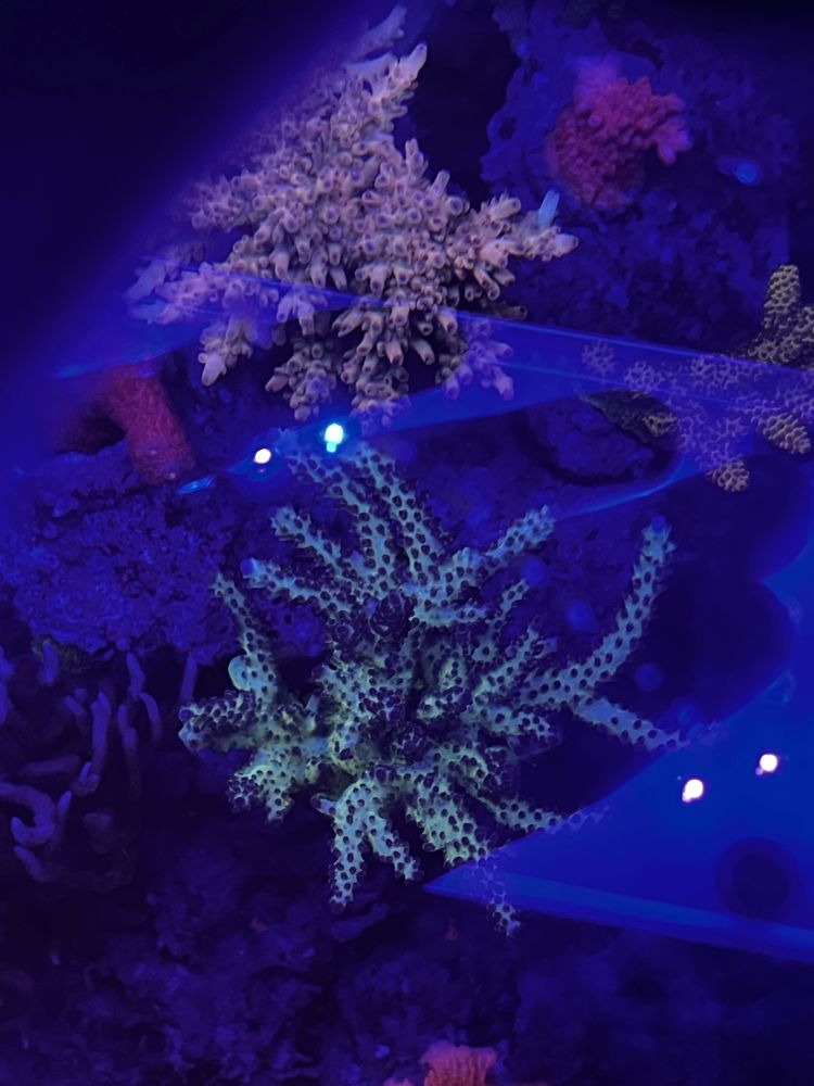 Koralowiec morski Acropora sp.