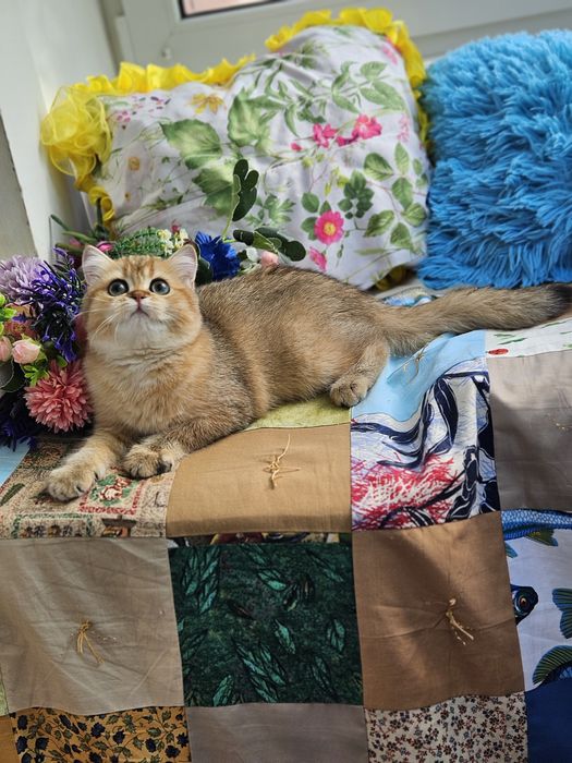 Золотая британская шиншилла кошечка кошка котята дівчинка