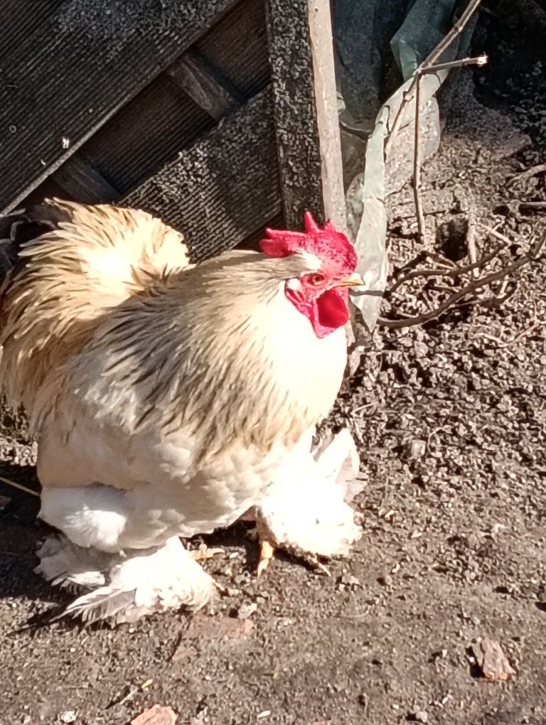 Karzełek kochin kogut
