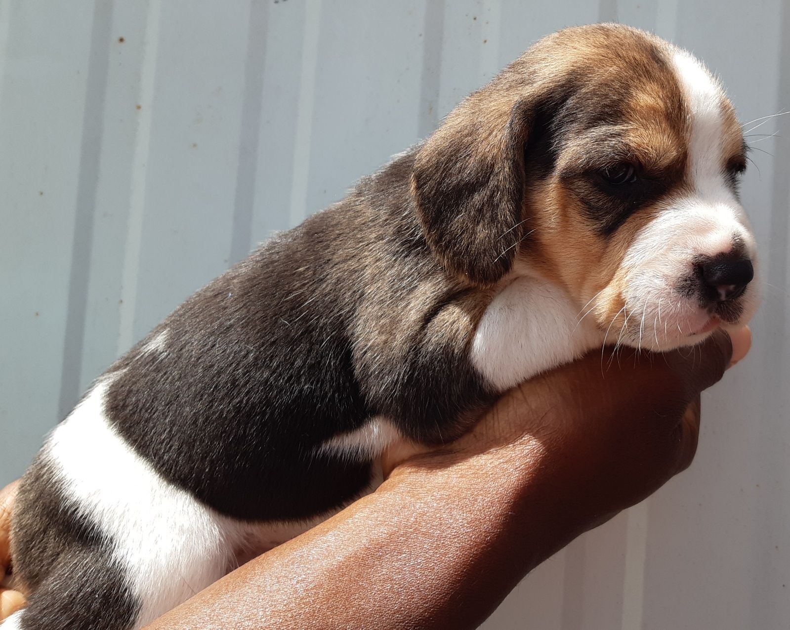 Fantástico Macho Beagle