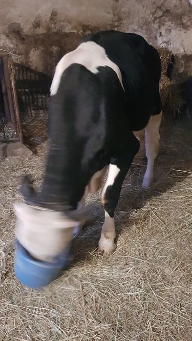 Byczek odsadek do opasu SM