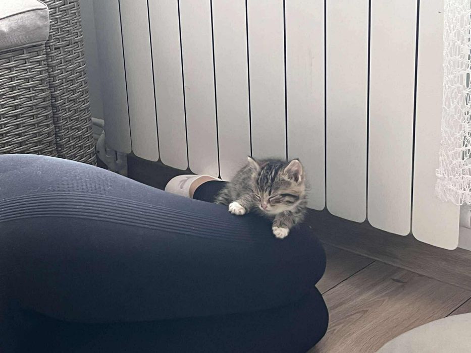 3 kotki szukają ciepłegoi kochajacego domu