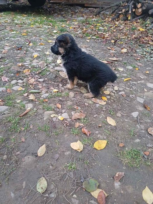 Чистокровні цуценята німецької вівчарки