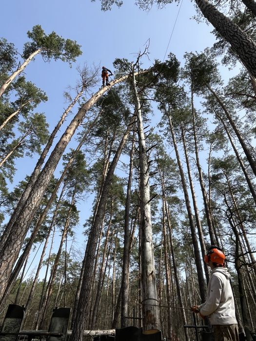 ТЕЛЕФОНУЙТЕ! Зрізання дерев, Кронування, Спил, Валка, Обрізка дерев