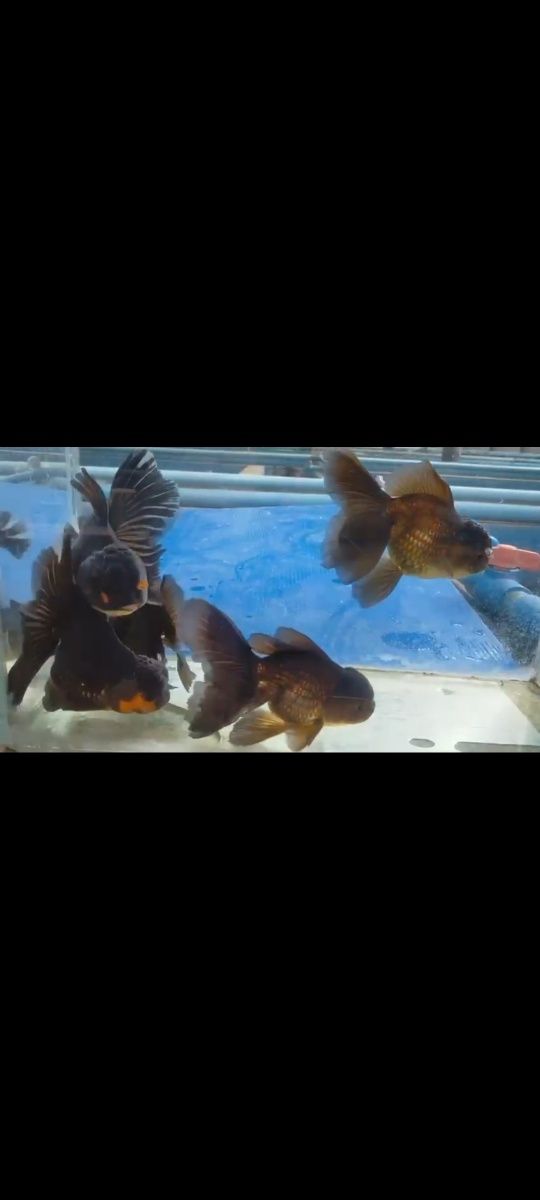 Oranda Black Apaho sklep zooPirania Olsztyn