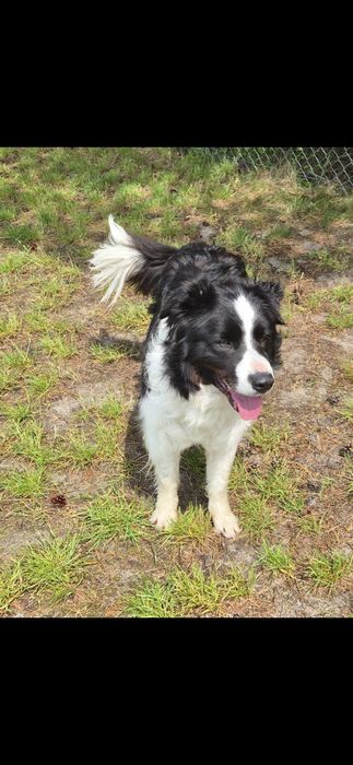 5 letni samiec border collie wykastrowany