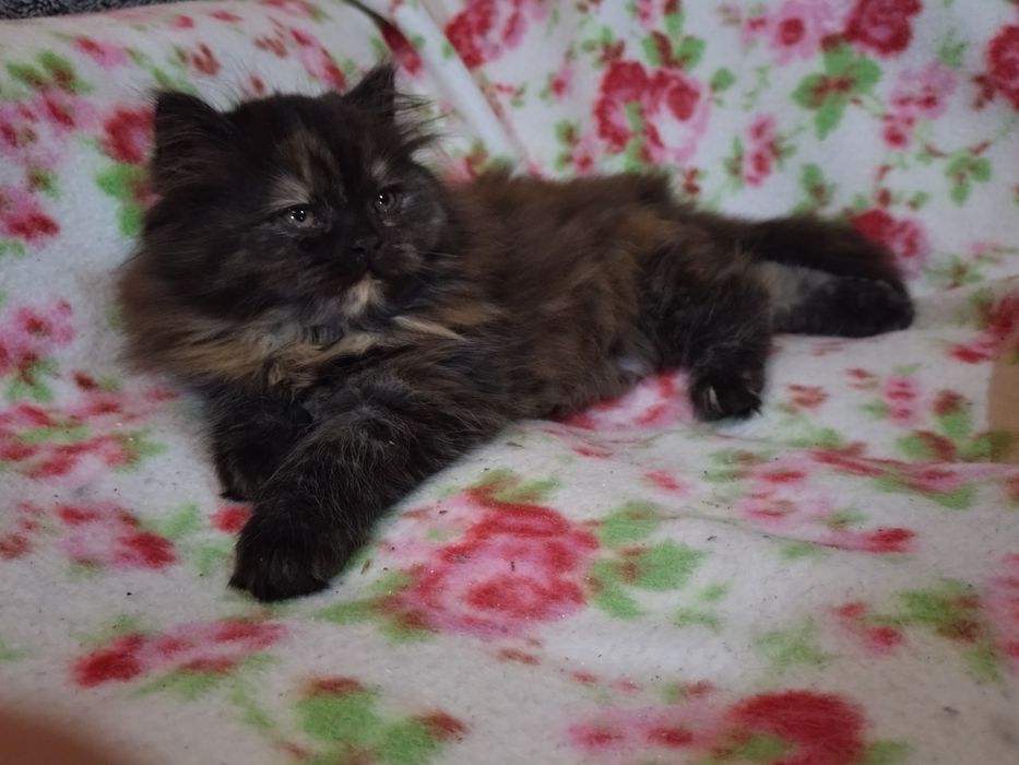 REZERWACJA Sharley cudna kociczka