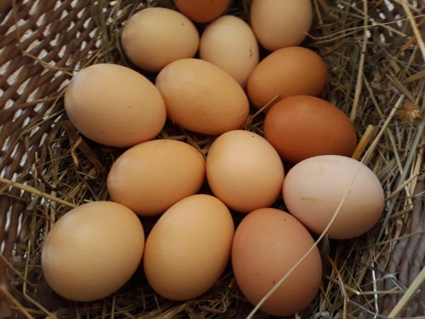jaja wiejskie duże