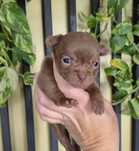 Chihuahua krótkowłosa