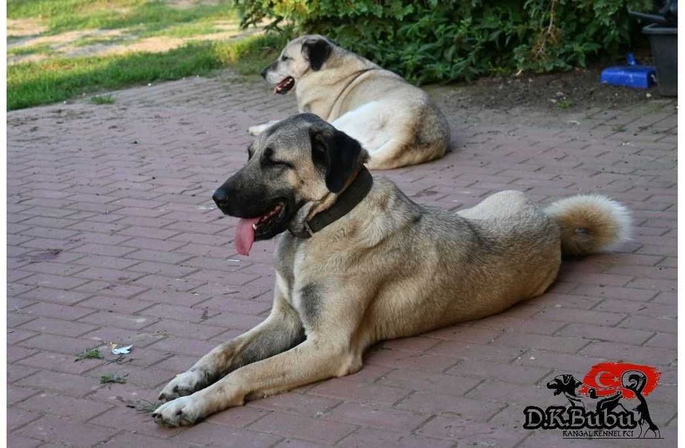Kangal miot Aren& Bahir hodowla D.K.BUBU FCI