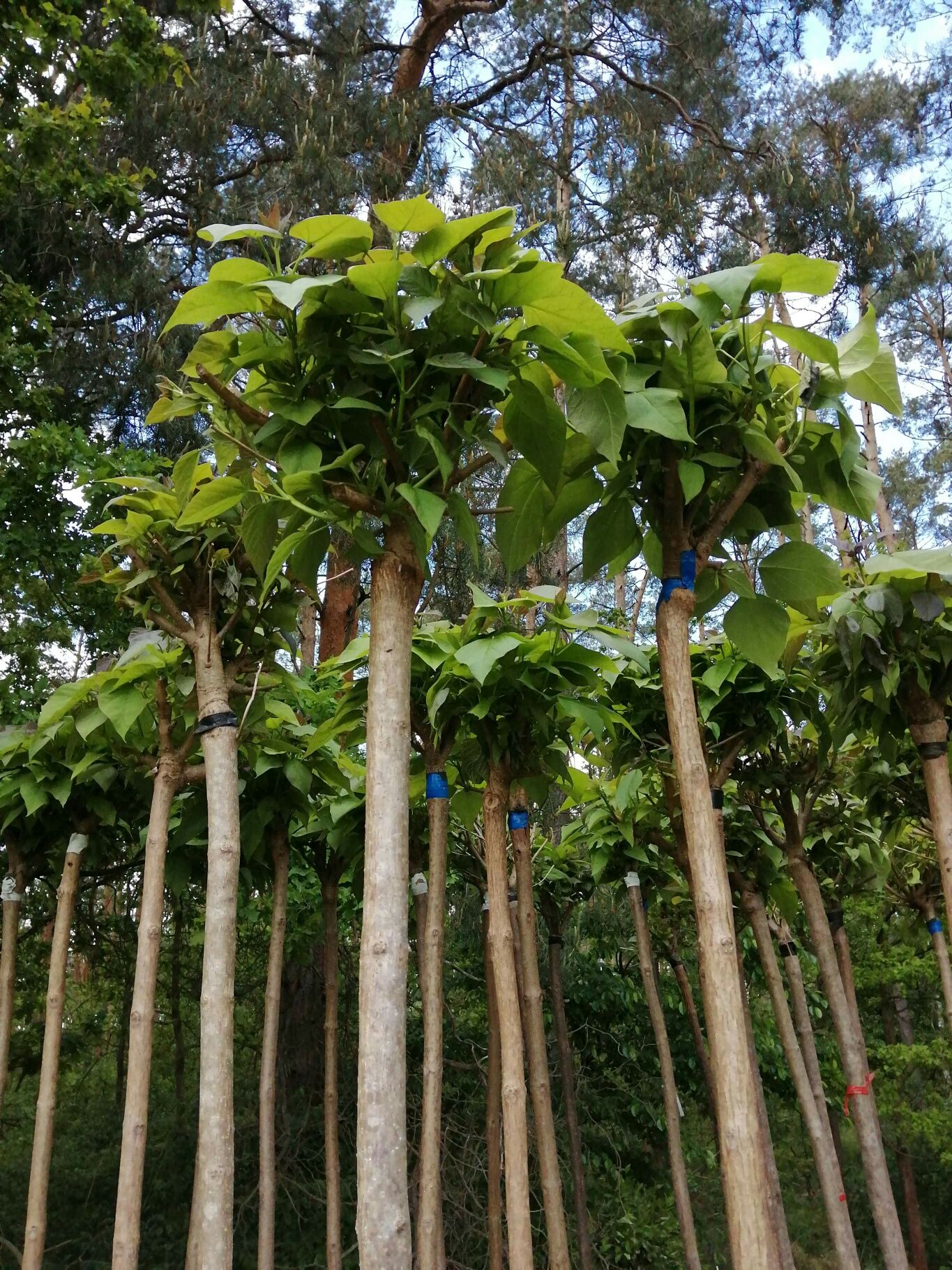 KATALPA Catalpa Nana Surmia 2-2,2m