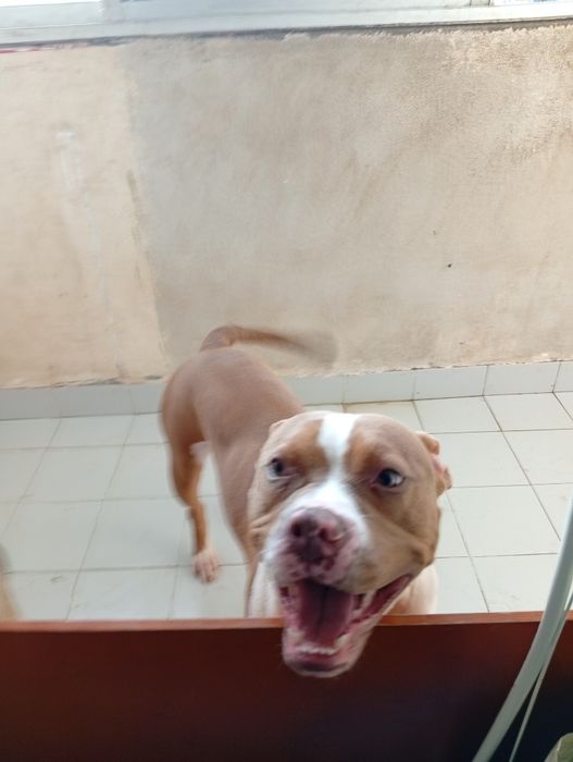 Apbt red nose femea