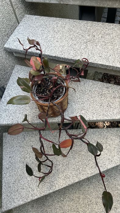 Philodendron Pink Princess