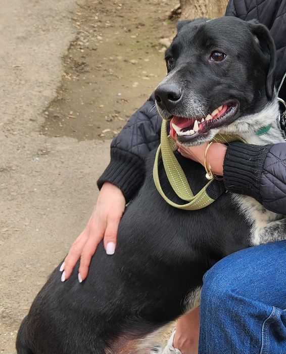 Кобель, 1.5 года, Терри метис курцхаара