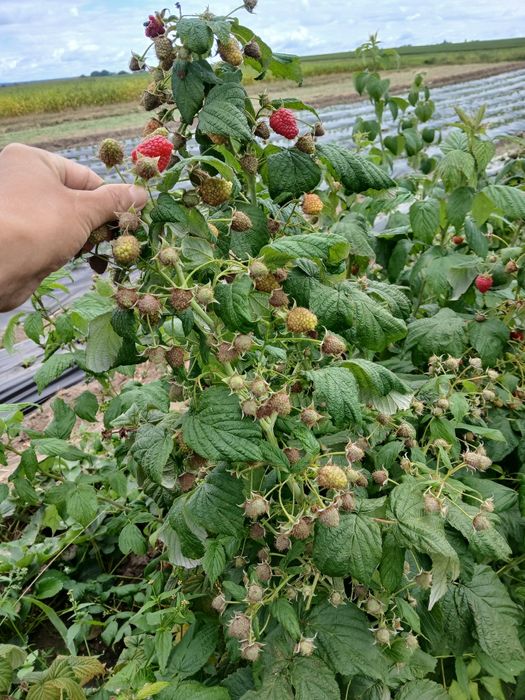 Продам малину ремонтантну