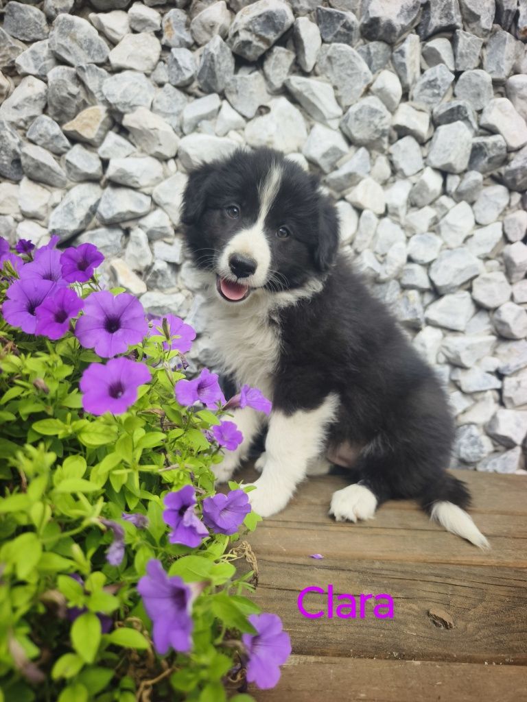 Border collie śliczna suczka, przebadani rodzice do odbioru