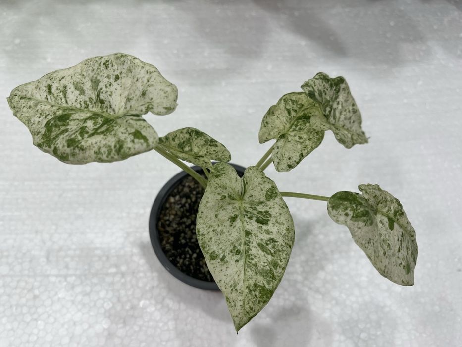 Алоказия macrophylla Splash Adora Batik вариегата