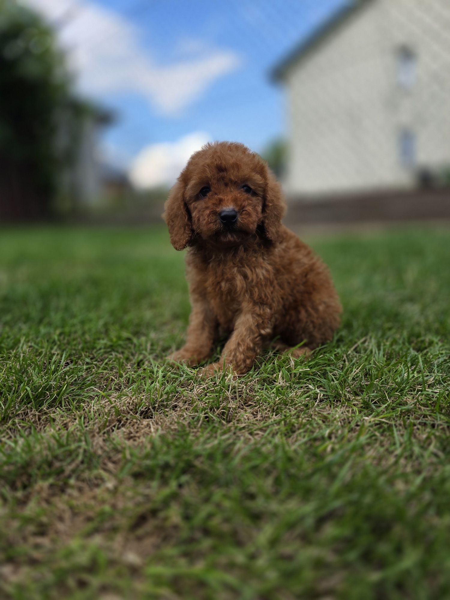 Pudel miniaturowy piesek