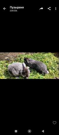 Кролики Полтавское серебро