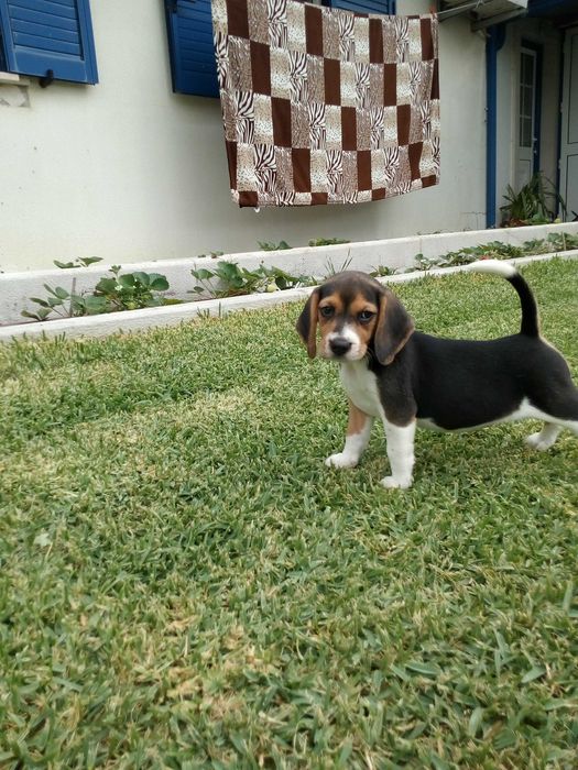 Beagle tricolor cachorro
