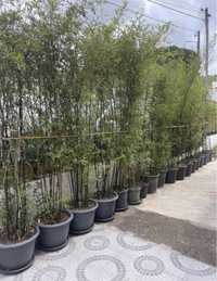 Bambus Nigra em vasos