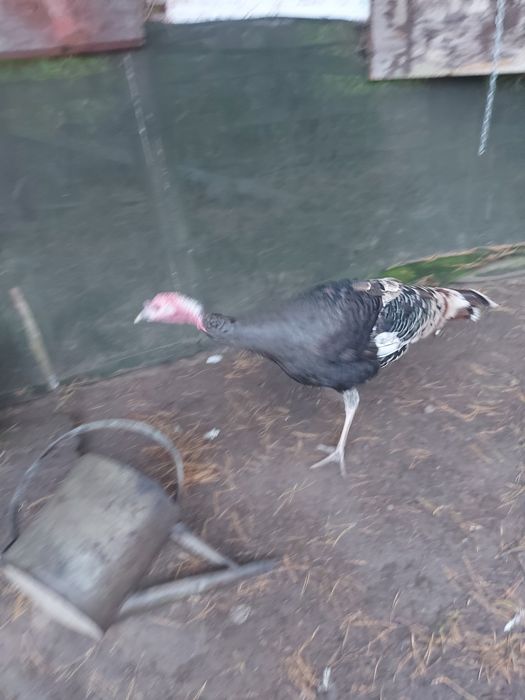 Sprzedam młodego indora