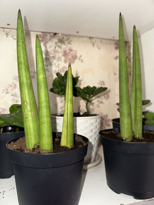 Сансевієрія пять видів