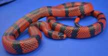 Wąż mleczny „Honduras”, Lampropeltis triangulum hondurensis