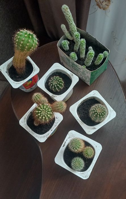 Кактуси, алоє (столітник), фіалки