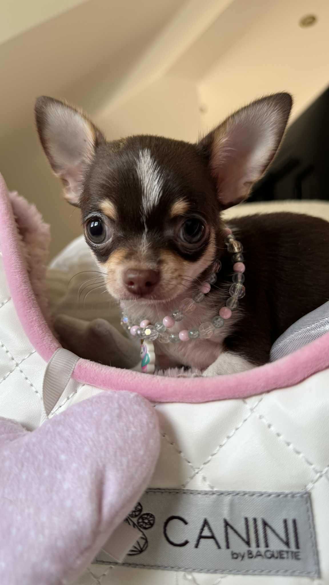 Dziewczynka Bibi Czekoladowa-tricolor Mini z Rodowodem Chihuahua