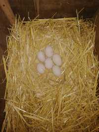 Jaja legowe kaczki staropolskiej