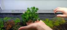 Anubias nana petite duża szczepka
