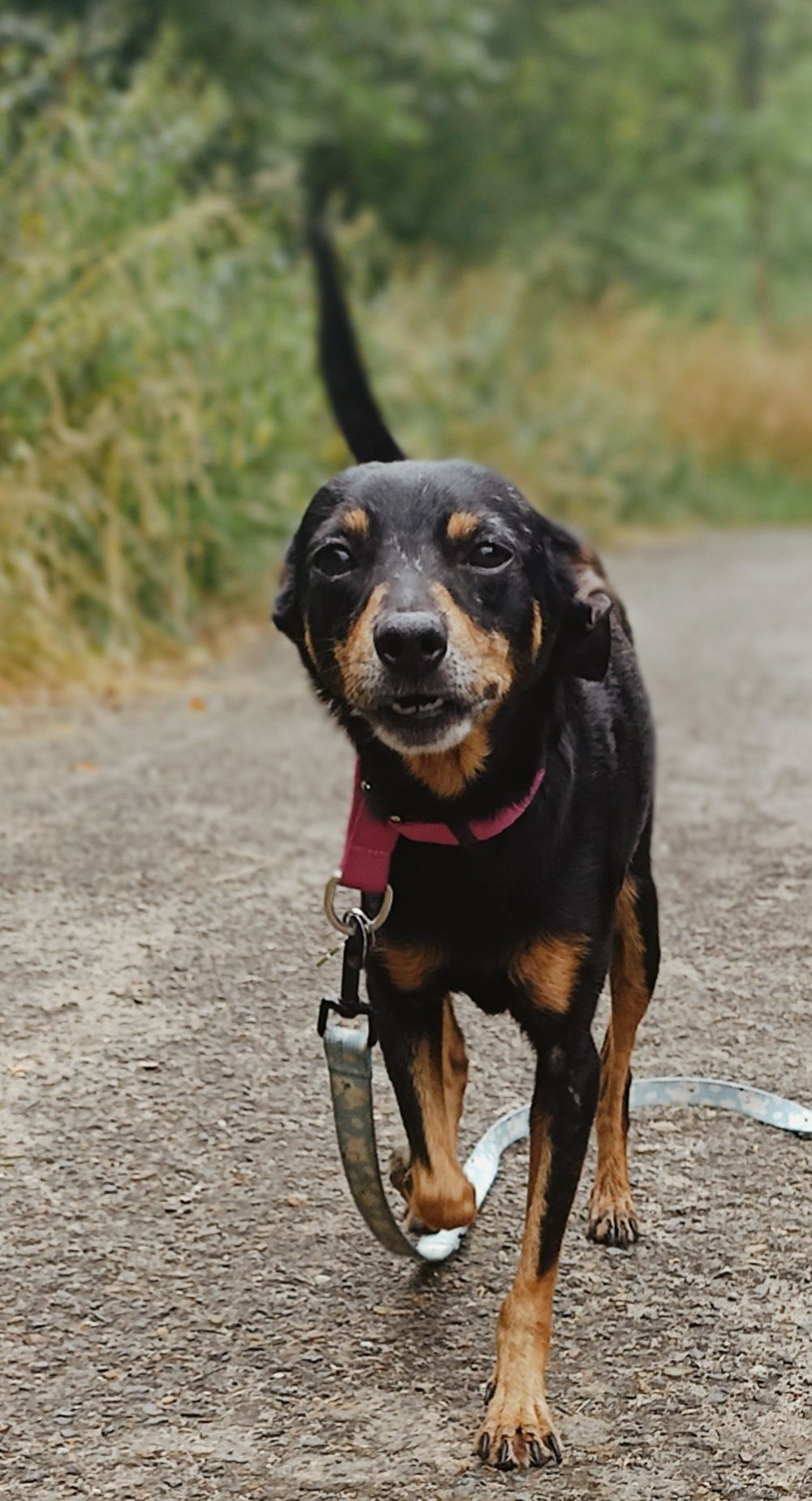 Suczka do adopcji