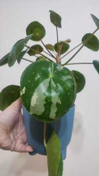 pilea white splash