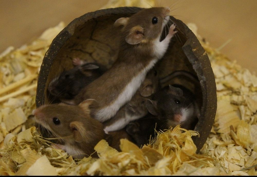 Myszak leśny (Peromyscus maniculatus)