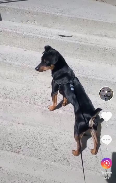 В'язка/Случка тер'єр Зевс