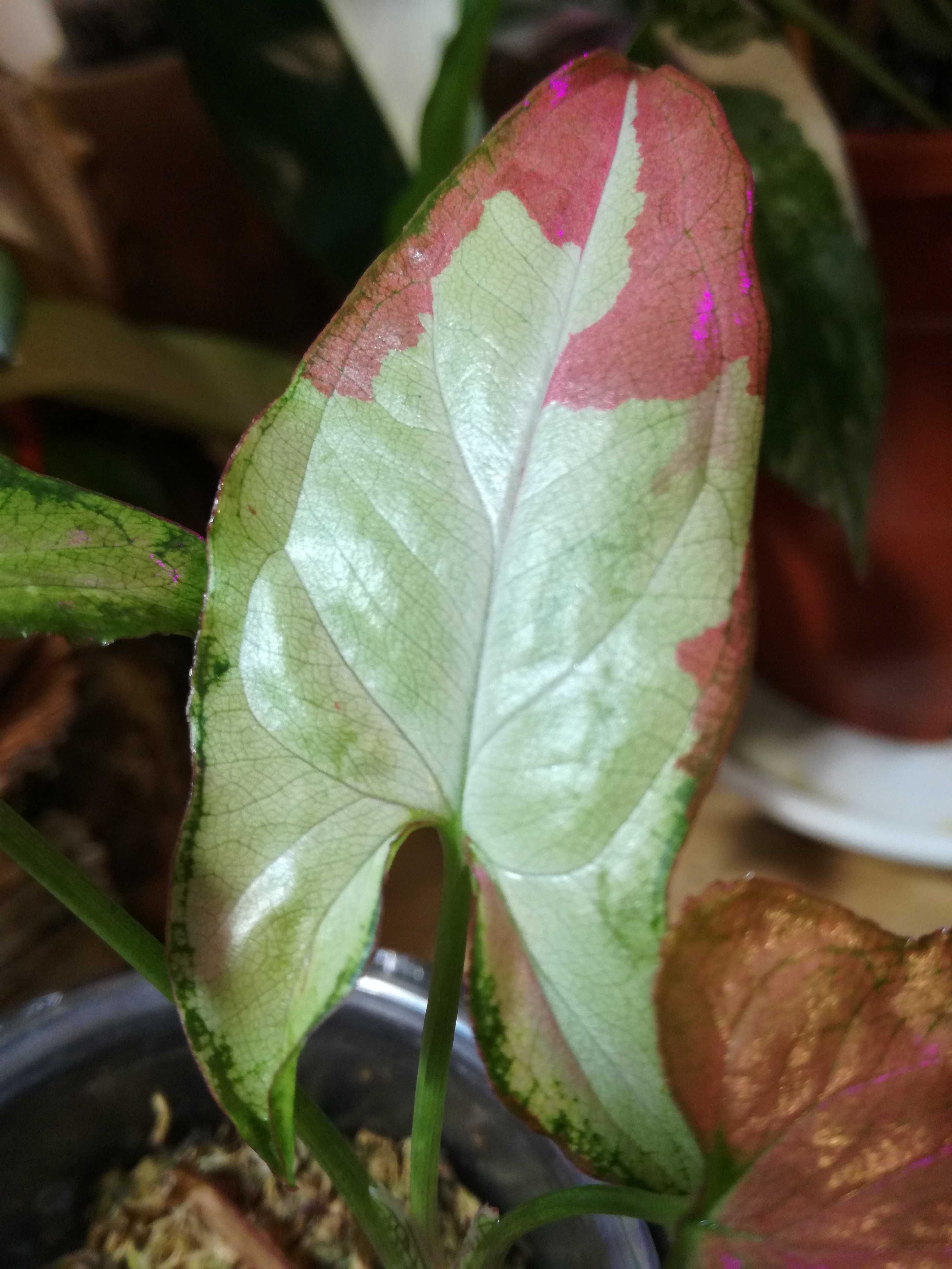 INTERNATIONAL Syngonium Strawberry Milk Variegata philodendron scindap