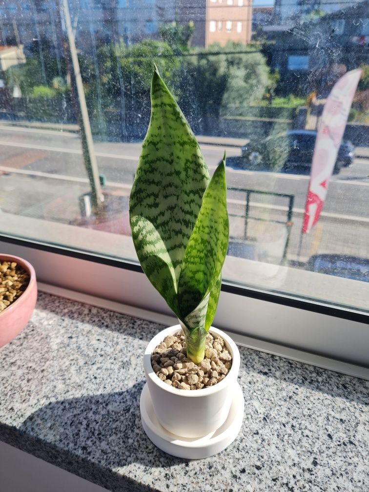 Vasos e plantas variadas